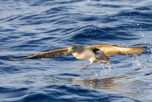 São Miguel: Auringonlaskun veneretki – kultainen valo, kalliot ja luolat