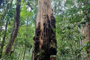 Rio de Janeiro: Jeep-Tour durch den Tijuca-Wald