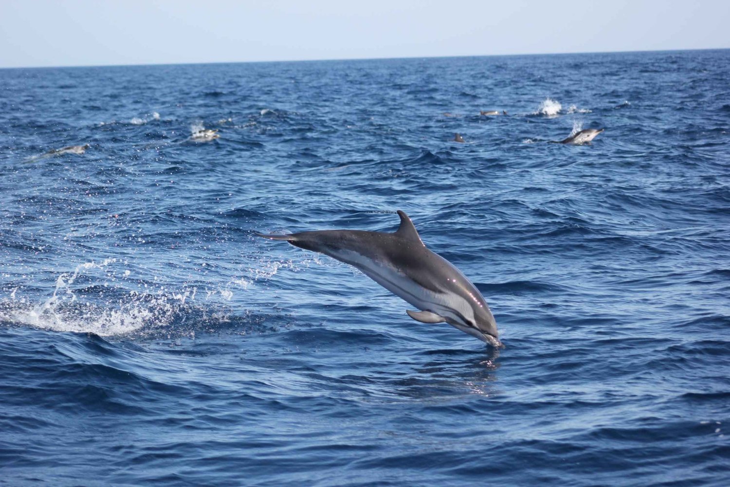Sagres: Wycieczka przyrodnicza: delfiny i jaskinie
