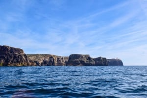 Sagres: Wildlife Tour Dolphins and Caves