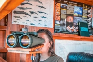 São Miguel: Azorernas valfångsttur