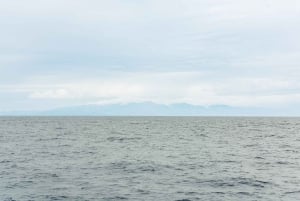 São Miguel: crociera per avvistare le balene con un biologo marino