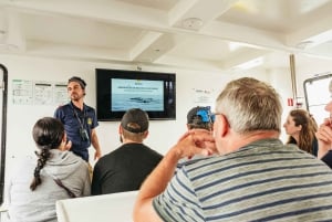 São Miguel: crociera per avvistare le balene con un biologo marino