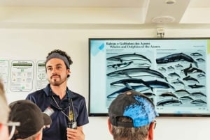 São Miguel: crociera per avvistare le balene con un biologo marino