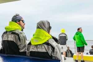 São Miguel: crociera per avvistare le balene con un biologo marino
