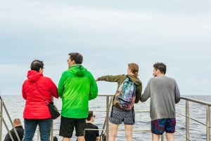 São Miguel: crociera per avvistare le balene con un biologo marino