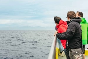 São Miguel: crociera per avvistare le balene con un biologo marino
