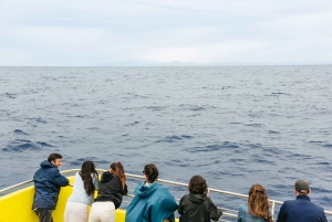 São Miguel: crociera per avvistare le balene con un biologo marino
