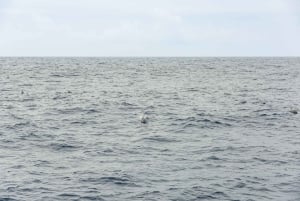 São Miguel: crociera per avvistare le balene con un biologo marino