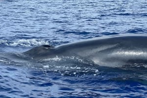 São Miguel, Azorerne: Hval- og delfinsafari