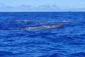 São Miguel, Azorerne: Hval- og delfinsafari