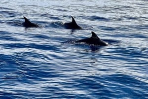 São Miguel, Azorerne: Hval- og delfinsafari