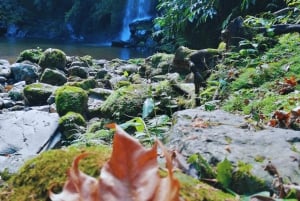 São Miguel: Majestätiska norra turen (vattenfall med lunch)