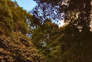 São Miguel: Majestätiska norra turen (vattenfall med lunch)