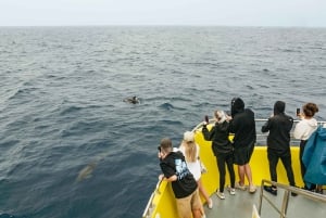 São Miguel: crociera per avvistare le balene con un biologo marino