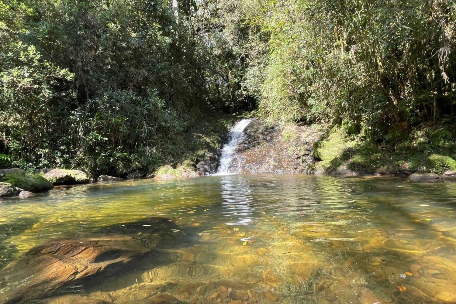 São Paulo: Paulo: Atlantin metsän päiväretki biologin kanssa