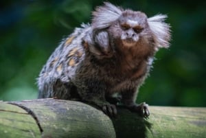 São Paulo: Vandretur i Jaraguá-parken med picnic i Atlanterhavsskoven