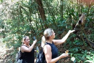 São Paulo: Vandretur i Jaraguá-parken med picnic i Atlanterhavsskoven