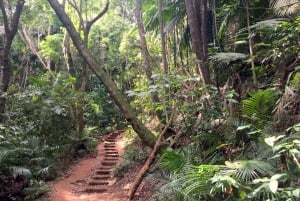 São Paulo: Vandretur i Jaraguá-parken med picnic i Atlanterhavsskoven