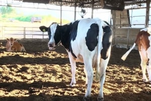 Visita a uma fazenda de café: Explora os sabores do campo