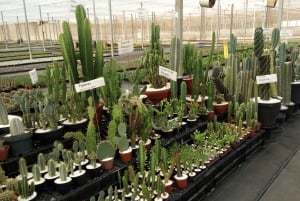 São Paulo: Holambran värikäs kukkatila Opastettu päiväretki