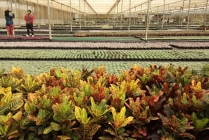 São Paulo: Holambran värikäs kukkatila Opastettu päiväretki