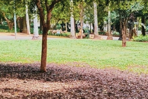 São Paulo: Overleve på portugisisk og lokale tips