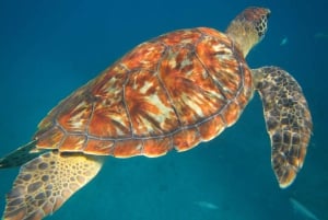 Esperienza di São Pedro (escursionismo e snorkeling con le tartarughe)