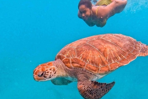 From Mindelo: Snorkel and Swim with Sea Turtles