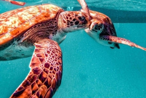 From Mindelo: Snorkel and Swim with Sea Turtles