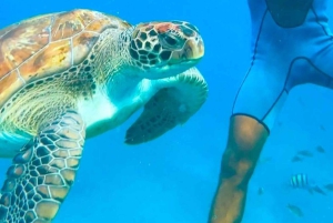 From Mindelo: Snorkel and Swim with Sea Turtles