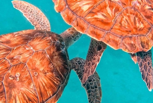 From Mindelo: Snorkel and Swim with Sea Turtles