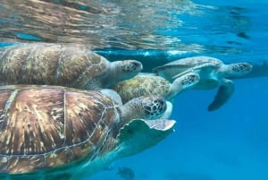 Сан-Висенте: подводное плавание с морскими черепахами