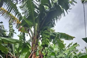 Etelä-Madeira: päiväretki, henkeäsalpaava vuoristo- ja rannikkomatka