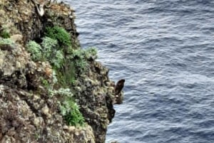 Etelä-Madeira: päiväretki, henkeäsalpaava vuoristo- ja rannikkomatka