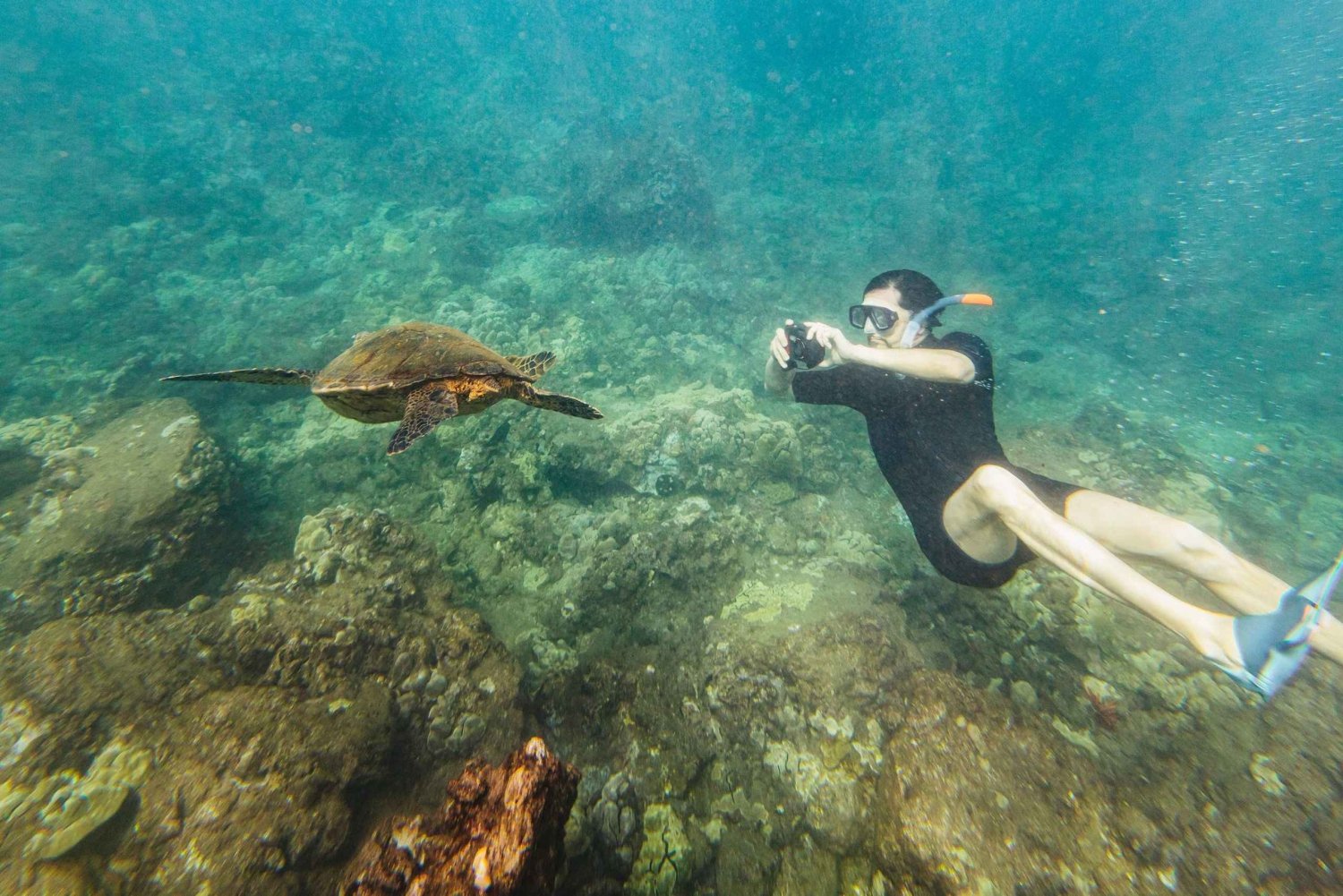 Sør-Maui: Snorkletur i Molokini og Turtle Town med måltid