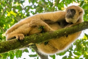 Den sydlige Muriqui-ekspedition - den største primat i Amerika