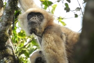 Den sydlige Muriqui-ekspedition - den største primat i Amerika