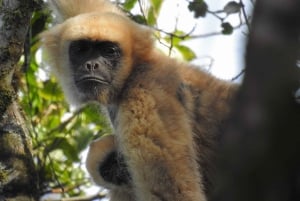 Den sydlige Muriqui-ekspedition - den største primat i Amerika