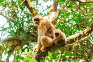 Den sydlige Muriqui-ekspedition - den største primat i Amerika