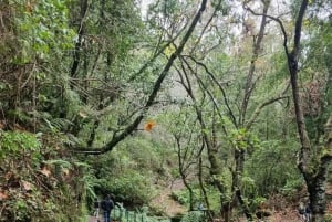 Madeira: Surrealistisk upplevelse i östra delen