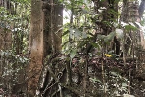 Ubatuba - Praia da Lagoa Trail Circuit