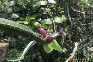Ubatuba - Praia da Lagoa Trail Circuit