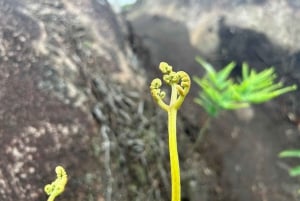 Убатуба - Трилья-Пику-ду-Пиува