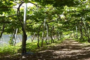 Au départ de Funchal : visite guidée sur le thème du vin de Madère, téléphérique et déjeuner typique.