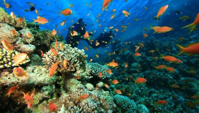 Diving in Jeddah, Saudi Arabia