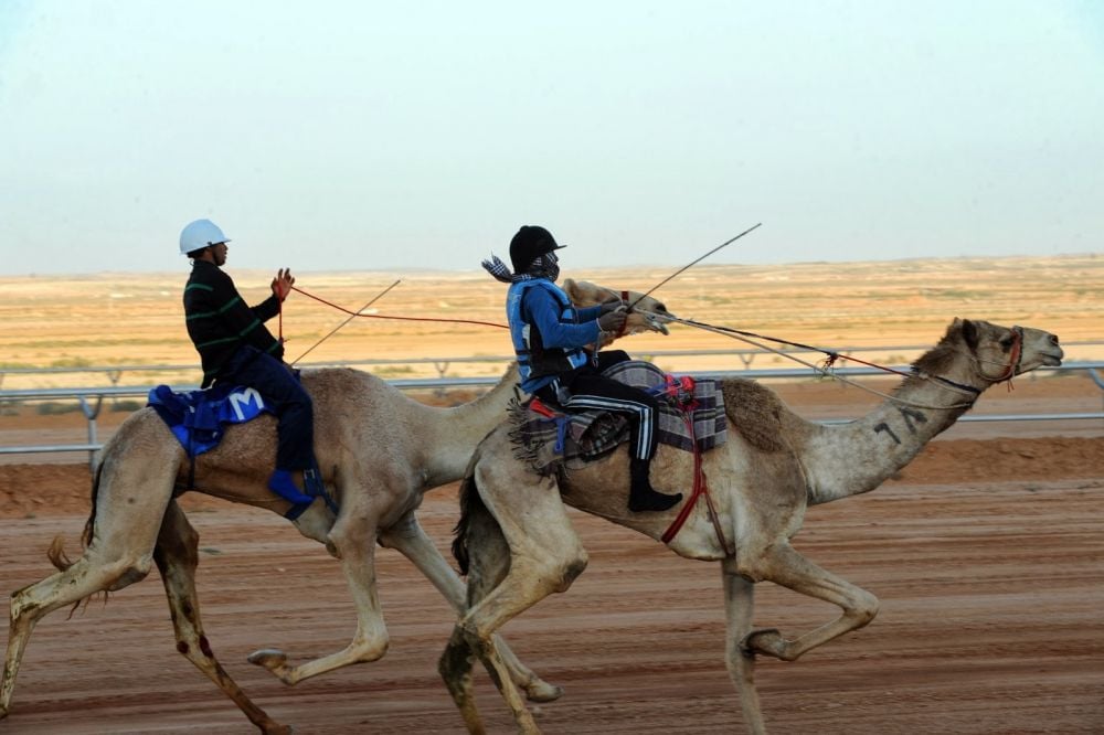 A traditional camel race