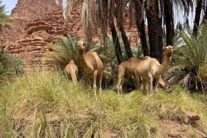 Excursão de 3 dias :Embarca numa viagem de Tabuk ao Mar Vermelho