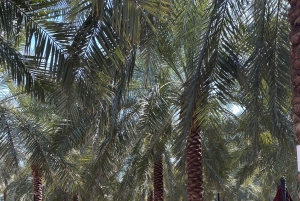 Al-Qasim: Ökensafari, kulturarv och arabisk gästfrihet