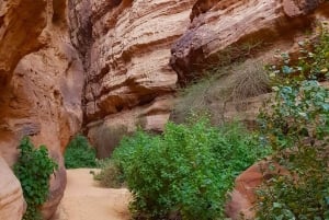 アル・ウラー：砂漠の不思議を探索しましょう